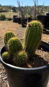 Trichocereus Hybrid