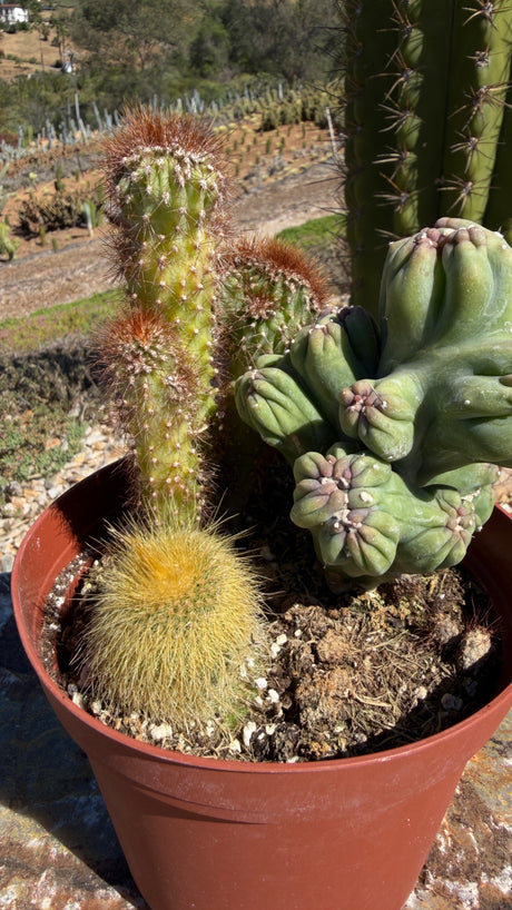 6" Cactus Variety Pot - (3 Cacti Mixed)