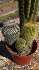 6" Cactus Variety Pot - (3 Cacti Mixed)