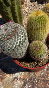 6" Cactus Variety Pot - (3 Cacti Mixed)