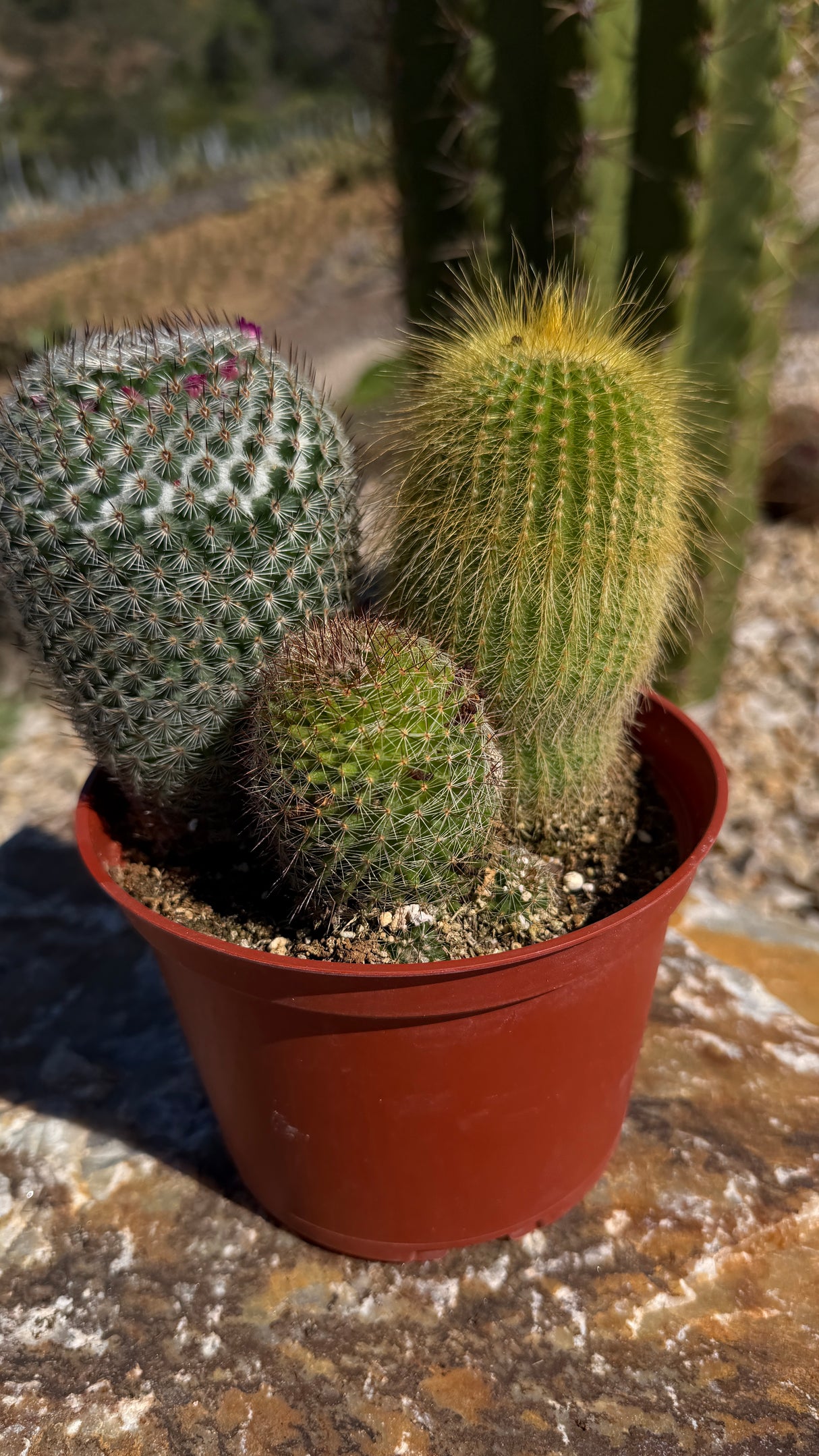 6" Cactus Variety Pot - (3 Cacti Mixed)