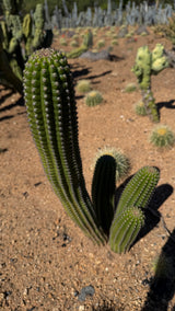 Indian Comb Cactus - (Trichocereus brevispinulosus)