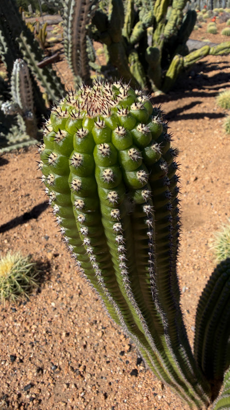 Indian Comb Cactus - (Trichocereus brevispinulosus)