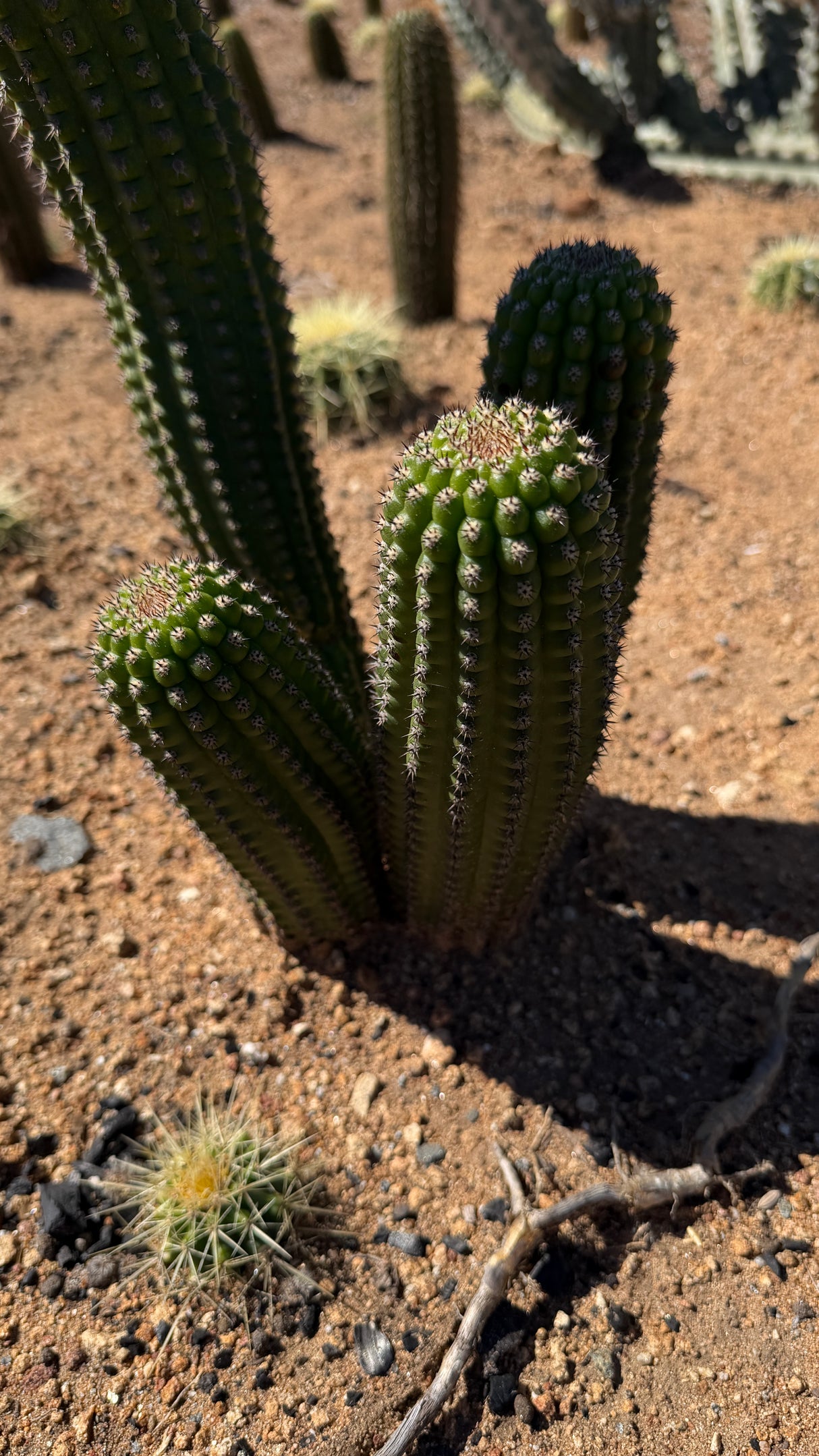 Indian Comb Cactus - (Trichocereus brevispinulosus)