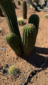 Indian Comb Cactus - (Trichocereus brevispinulosus)