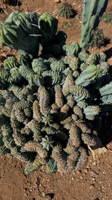 Crested Myrtillocactus - (Myrtillocactus geometrizans var. crested)