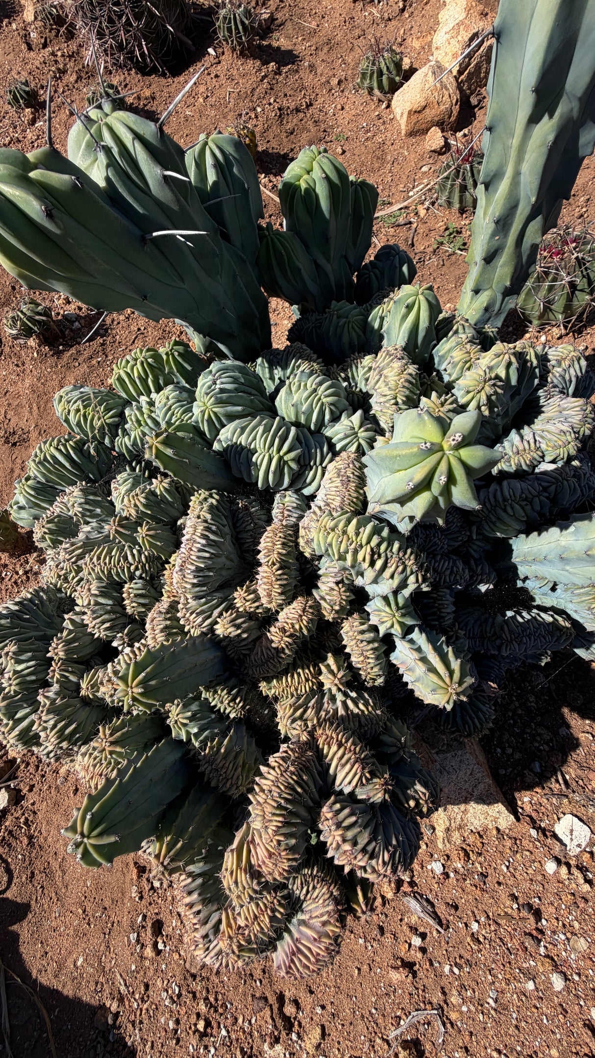 Crested Myrtillocactus - (Myrtillocactus geometrizans var. crested)