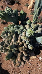 Crested Myrtillocactus - (Myrtillocactus geometrizans var. crested)