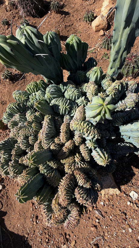 Crested Myrtillocactus - (Myrtillocactus geometrizans var. crested)