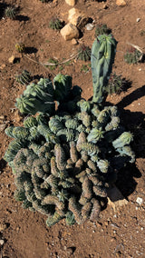 Crested Myrtillocactus - (Myrtillocactus geometrizans var. crested)