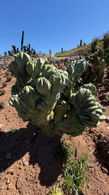 Crested Blue Candle Cactus - (Myrtillocactus geometrizans crested)