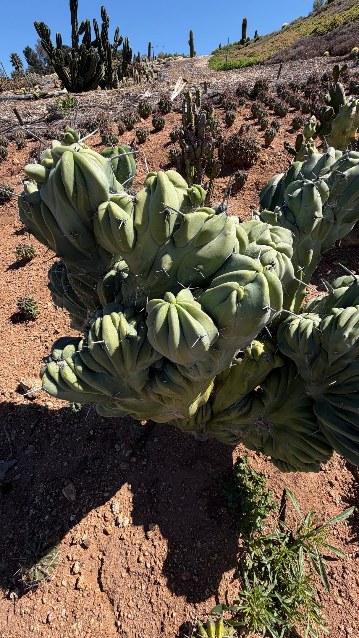 Crested Blue Candle Cactus - (Myrtillocactus geometrizans crested)