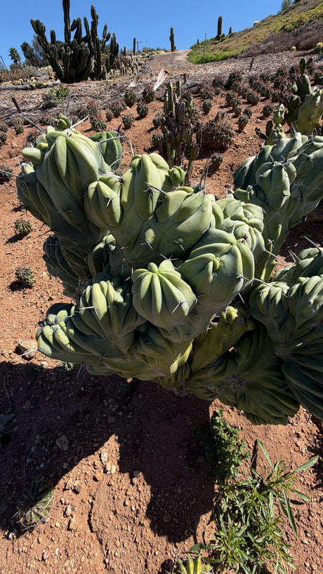 Crested Blue Candle Cactus - (Myrtillocactus geometrizans crested)
