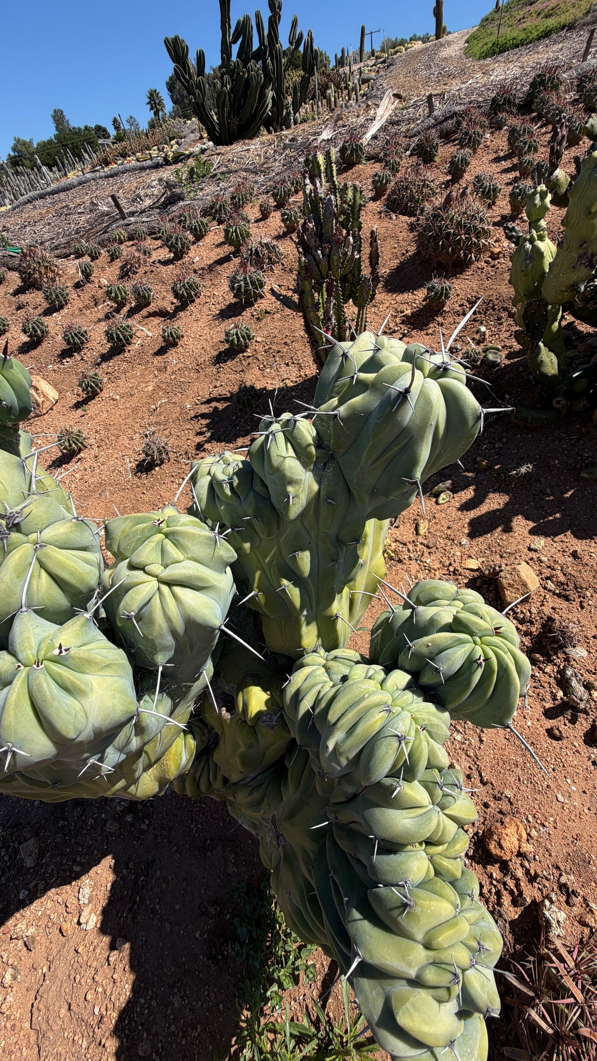 Crested Blue Candle Cactus - (Myrtillocactus geometrizans crested)