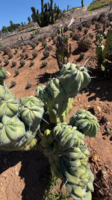 Crested Blue Candle Cactus - (Myrtillocactus geometrizans crested)