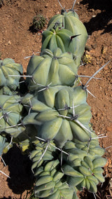 Crested Blue Candle Cactus - (Myrtillocactus geometrizans crested)