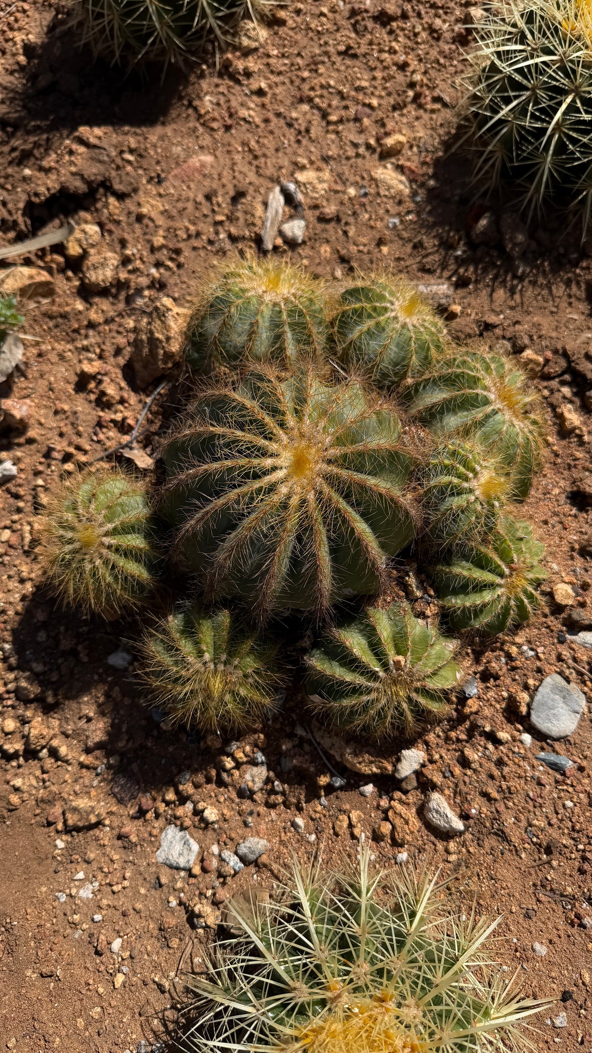 Ball Cactus - (Parodia magnifica / Notocactus magnificus)