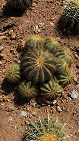 Ball Cactus - (Parodia magnifica / Notocactus magnificus)