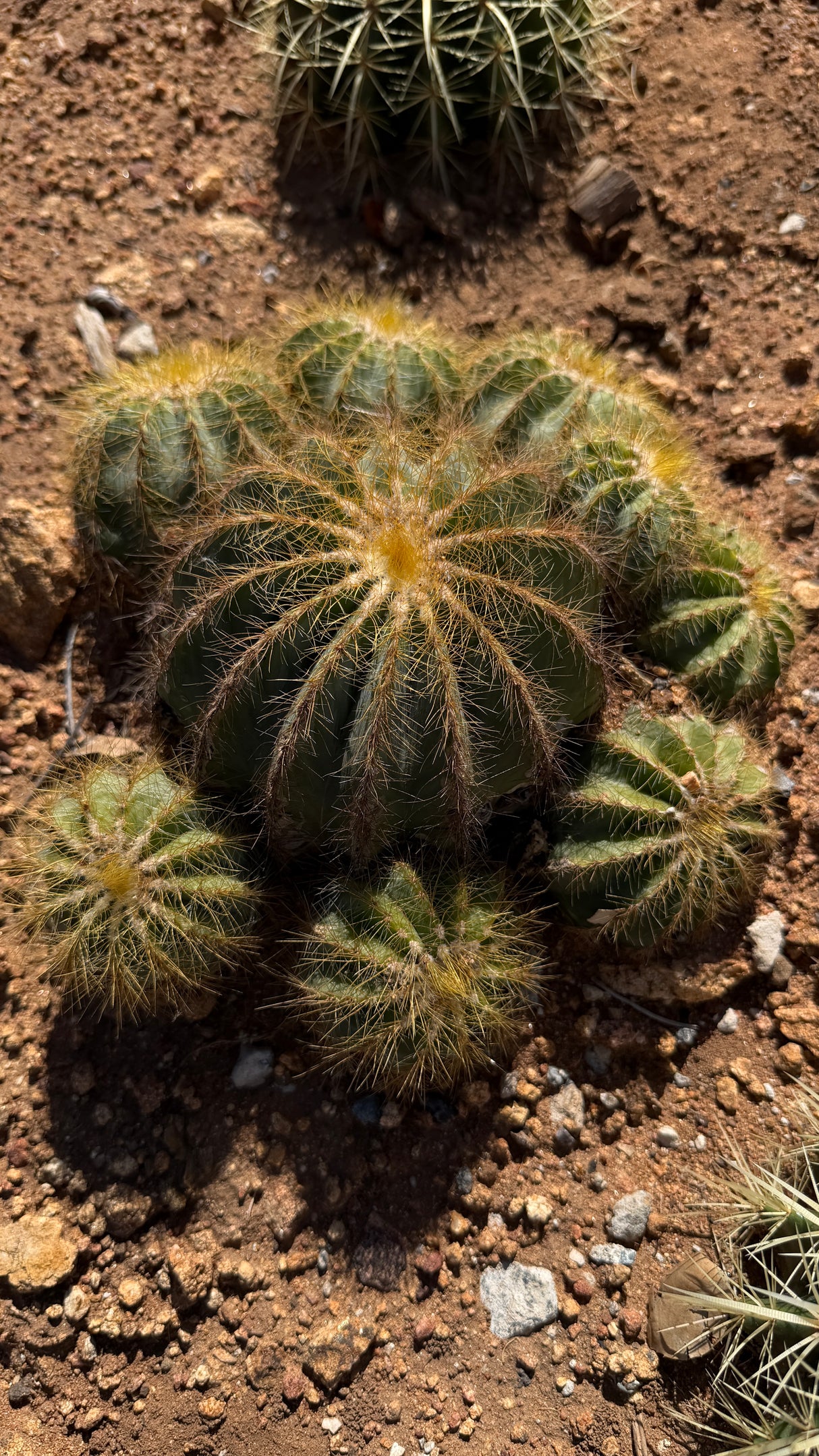 Ball Cactus - (Parodia magnifica / Notocactus magnificus)