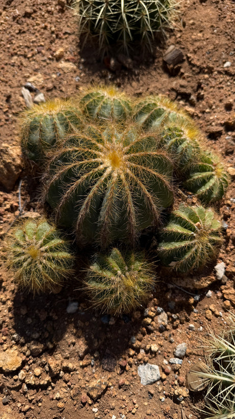 Ball Cactus - (Parodia magnifica / Notocactus magnificus)
