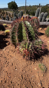 Mexican Lime Cluster - Ferocactus pilosus