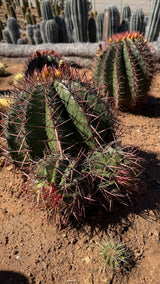 Mexican Lime Cluster - Ferocactus pilosus