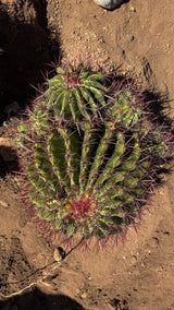 Mexican Lime Cluster - Ferocactus pilosus