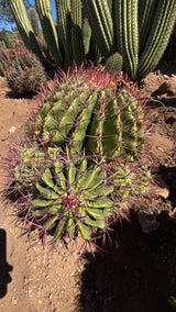 Mexican Lime Cluster - Ferocactus pilosus