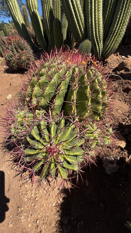 Mexican Lime Cluster - Ferocactus pilosus