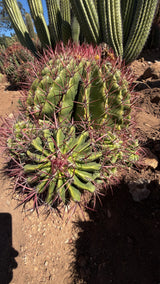 Mexican Lime Cluster - Ferocactus pilosus