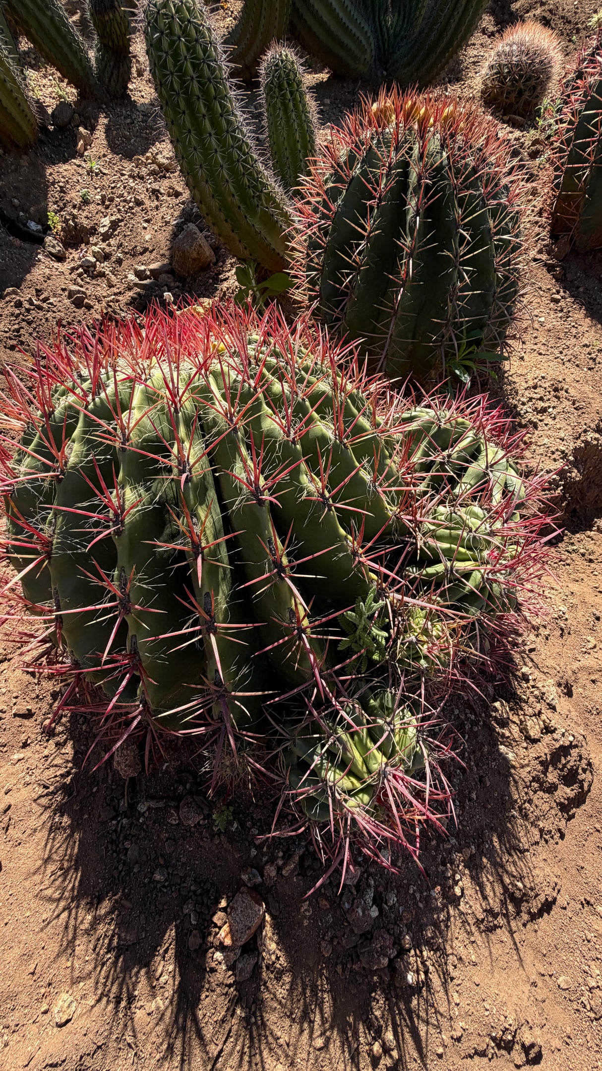 Mexican Lime Cluster - Ferocactus pilosus