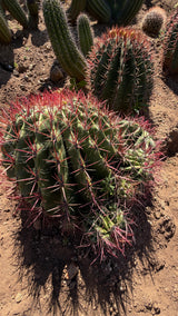 Mexican Lime Cluster - Ferocactus pilosus