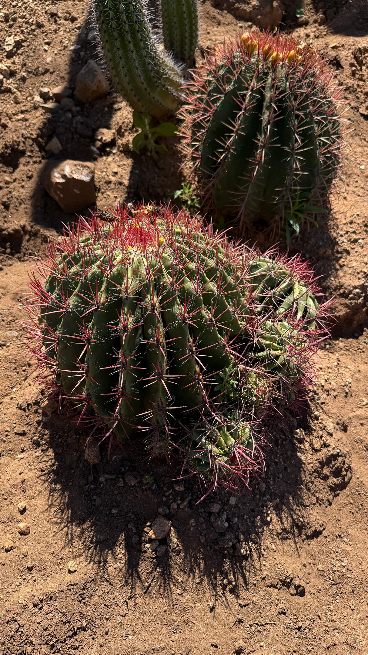 Mexican Lime Cluster - Ferocactus pilosus