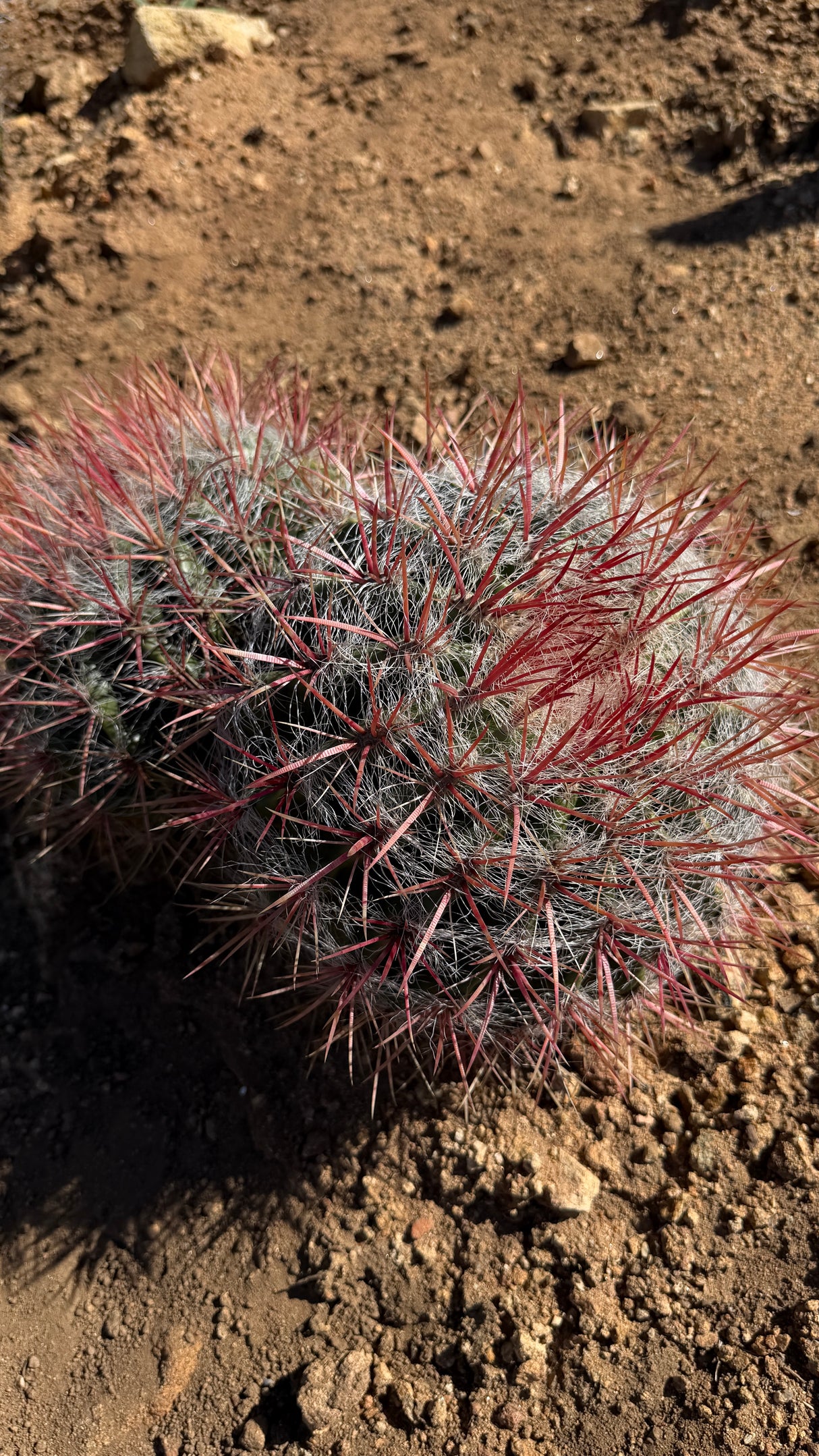 Red Barrel Cactus Cluster - (Ferocactus sp.)