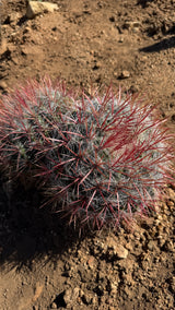 Red Barrel Cactus Cluster - (Ferocactus sp.)