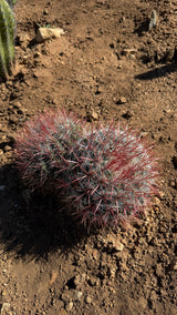 Red Barrel Cactus Cluster - (Ferocactus sp.)