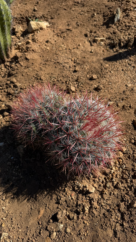 Red Barrel Cactus Cluster - (Ferocactus sp.)