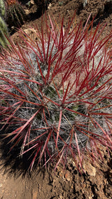 Red Barrel Cactus Cluster - (Ferocactus sp.)