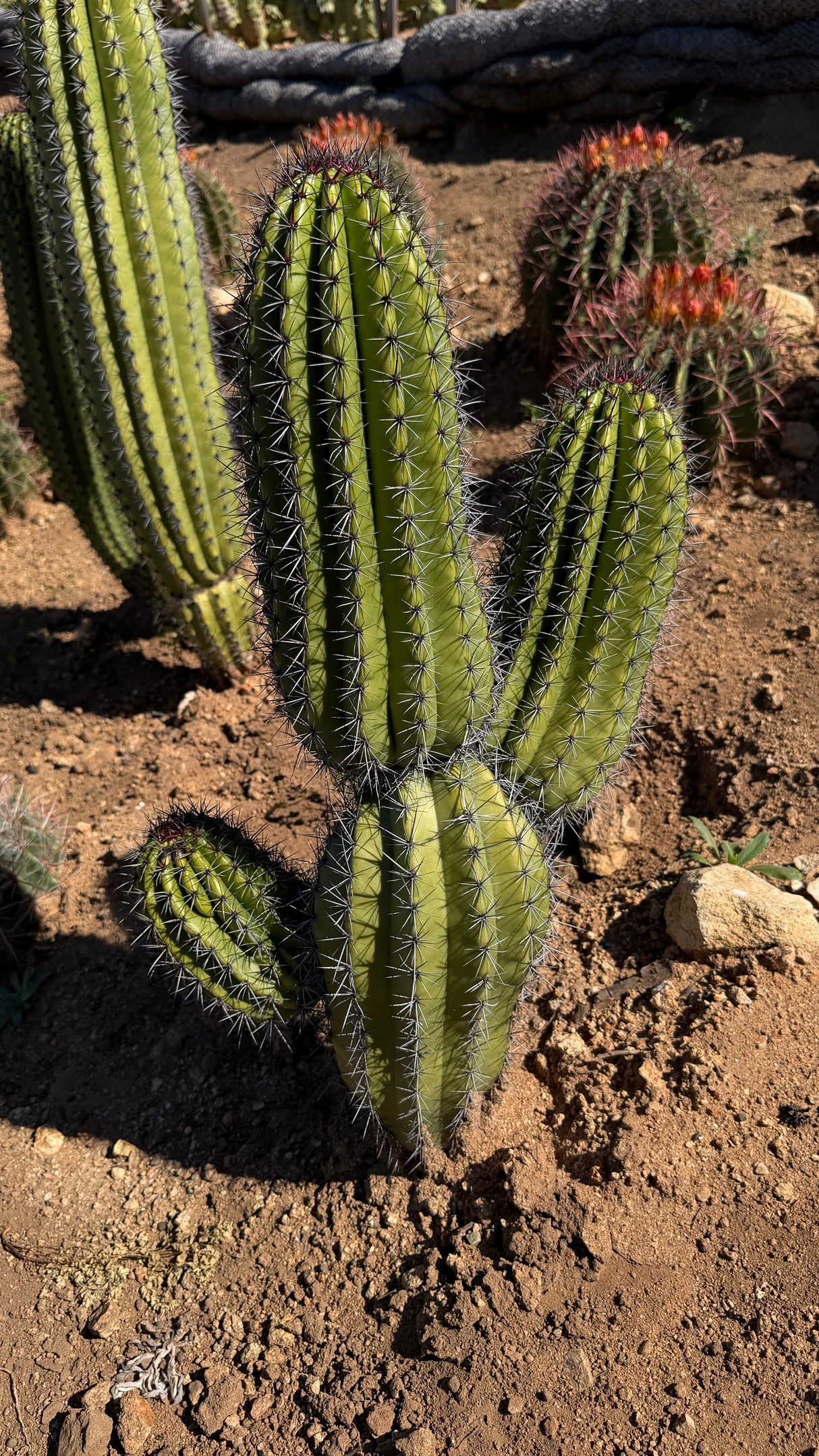 Organ Pipe Cactus - Stenocereus Thurberi