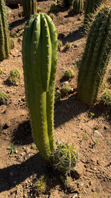 Trichocereus - Echinopsis hybrid