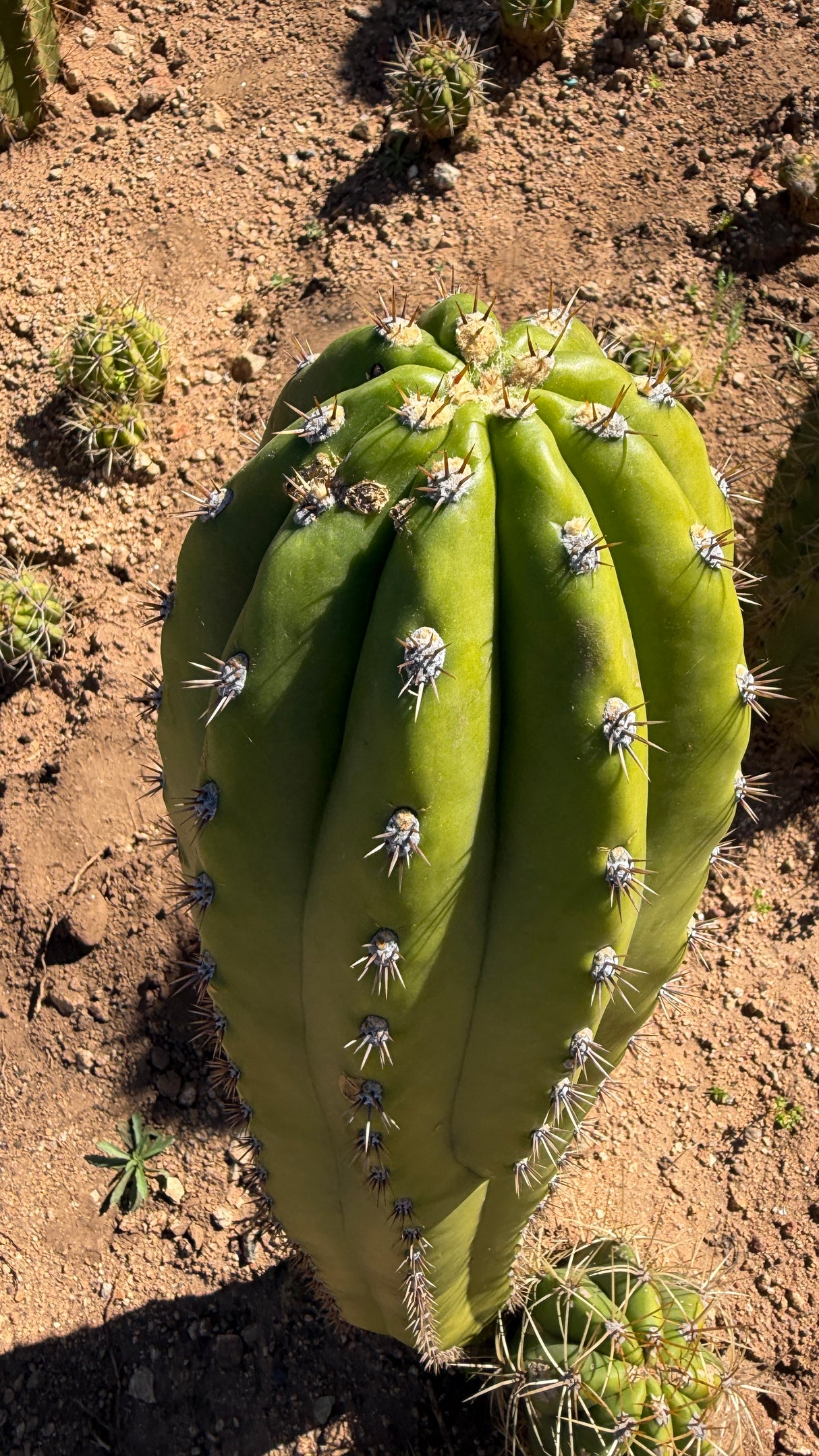 Trichocereus - Echinopsis hybrid