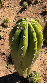 Trichocereus - Echinopsis hybrid