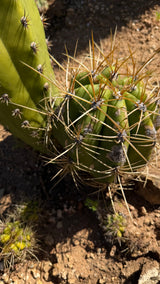 Trichocereus - Echinopsis hybrid
