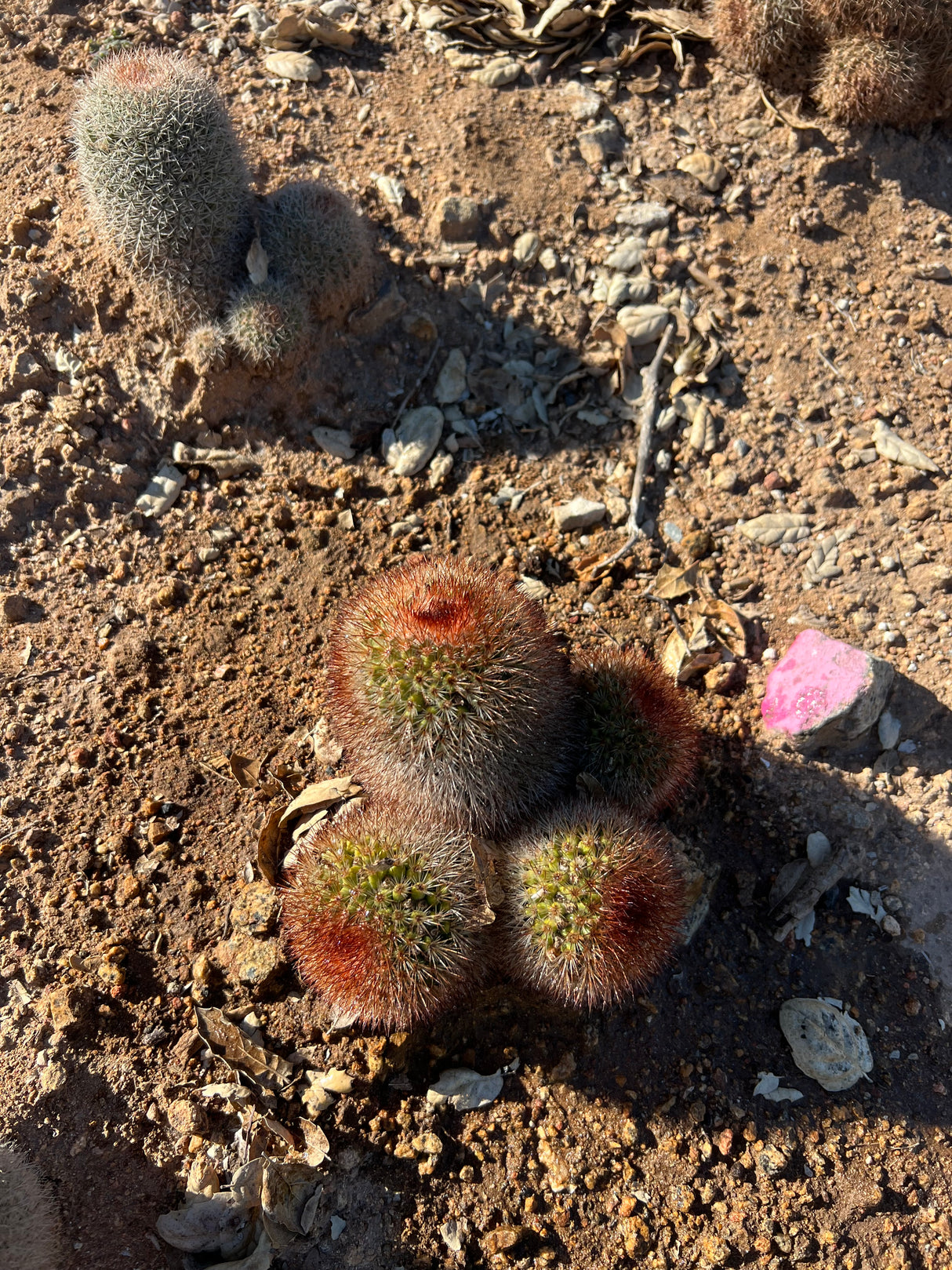 Spiny Pincushion Cactus 4-Piece Cluster - Mammillaria Spinosissima