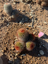 Spiny Pincushion Cactus 4-Piece Cluster - Mammillaria Spinosissima