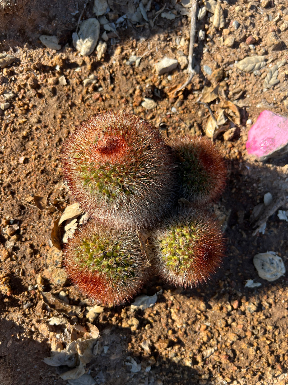 Spiny Pincushion Cactus 4-Piece Cluster - Mammillaria Spinosissima