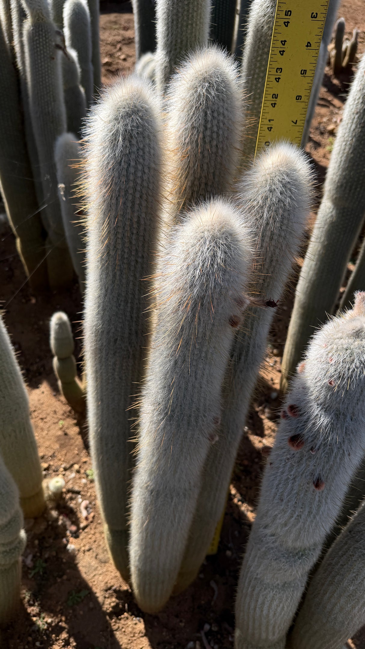 Cleistocactus Strausii 4 branch - Silver Torch Cactus