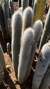 Cleistocactus Strausii 4 branch - Silver Torch Cactus