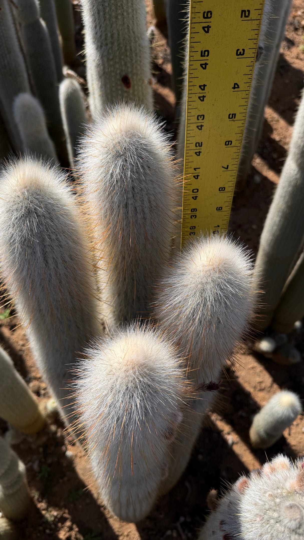 Cleistocactus Strausii 4 branch - Silver Torch Cactus