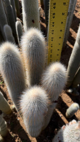 Cleistocactus Strausii 4 branch - Silver Torch Cactus